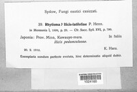 Rhytisma ilicis image